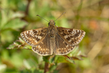 Dingy Skipper Butterfly
