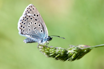 Fototapeta na wymiar Large Blue Butterfly