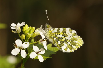 Orange Tip Butterfly - Anthocharis cardamines