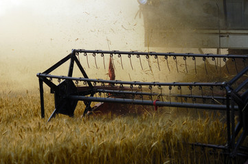 During the wheat harvest season, harvesters harvest wheat in the fields.
