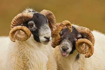 Pair of Rams