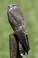 Kestrel
