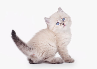 small siberian kitten on white background