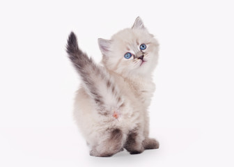 small siberian kitten on white background