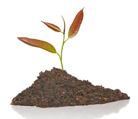 sapling growing from soil