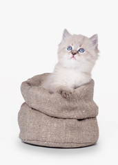 small siberian kitten in sackcloth bag on white background