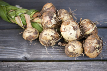 Gemüsezwiebeln - Onions