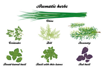 Aromatic herbs poster - obrazy, fototapety, plakaty