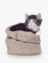 small siberian kitten in sackcloth bag on white background