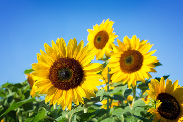 Sonnenblumen