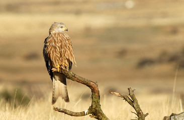 Un milano real en el posadero