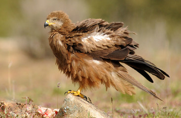 Plumas del milano negro