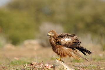 Fototapeta premium El plumaje del ratonero negro