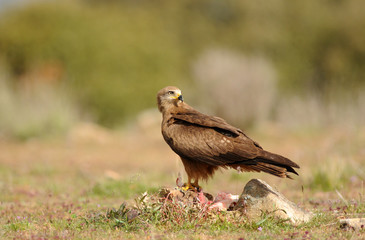 La mirada del milano negro