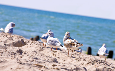 Seagulls walking on the beach
