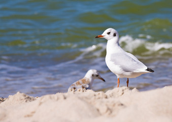 Seagull on the beach