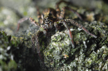 Spider forest looking straight to the camera