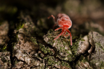 Tick on a bark