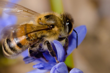 Bee on violet macro