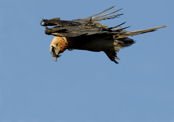 El volar del quebrantahuesos