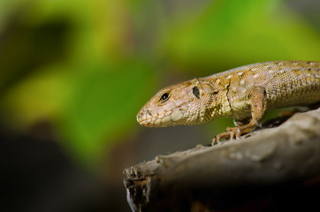 Lizard on a branch at the sun