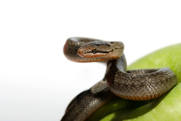 A snake coiled on an apple against a white background