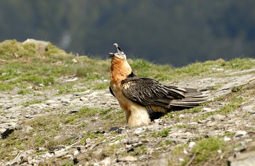 Quebrantahuesos adulto comiendo