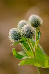 Green thistles macro