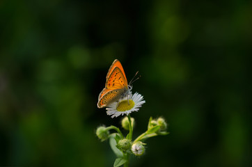 Red butterfly on white flower