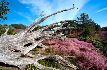 old dry tree among pink flowering heather
