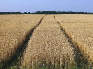 wheaten field