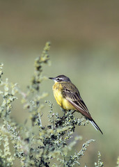 bird on a grass branch