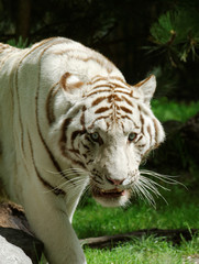 Fototapeta na wymiar Le tigre blanc