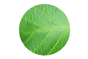 Obraz premium gruenes Laub, runder Ausschnitt