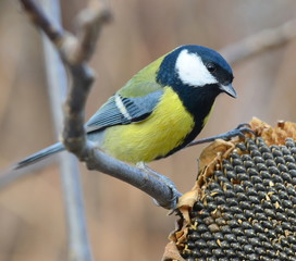 feeding of birds