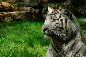 Observation