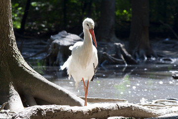 White stork (Ciconia ciconia) in a pond