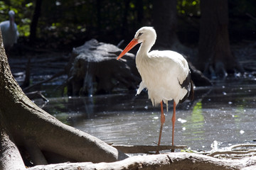 White stork (Ciconia ciconia) in a pond