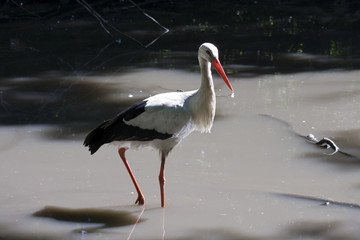 White stork (Ciconia ciconia) in a pond