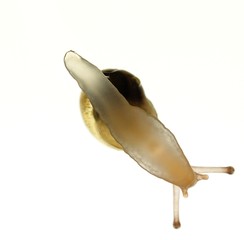 Schnecke von unten