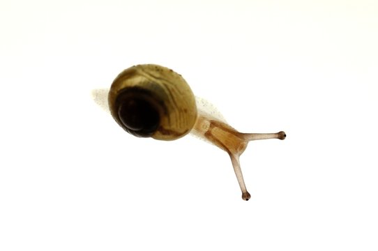 Junge Schnirkelschnecke