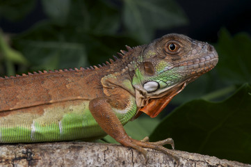 Red iguana / Iguana iguana