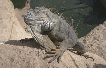 Green iguana male / Iguana iguana