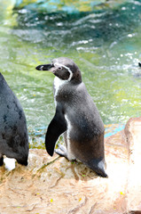 penguin in the zoo