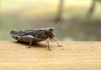 Grasshopper closeup