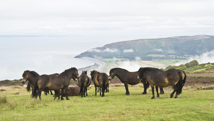 wild ponies on top of Porlock Hill