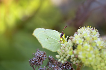 Common Brimstone