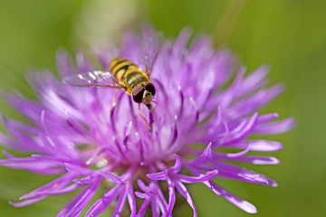 Hoverfly on knapweed