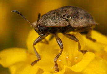 brown shield bug on a yellow flower