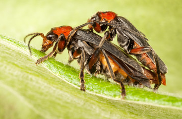 soldier beetle (cantharis fusca) mating
